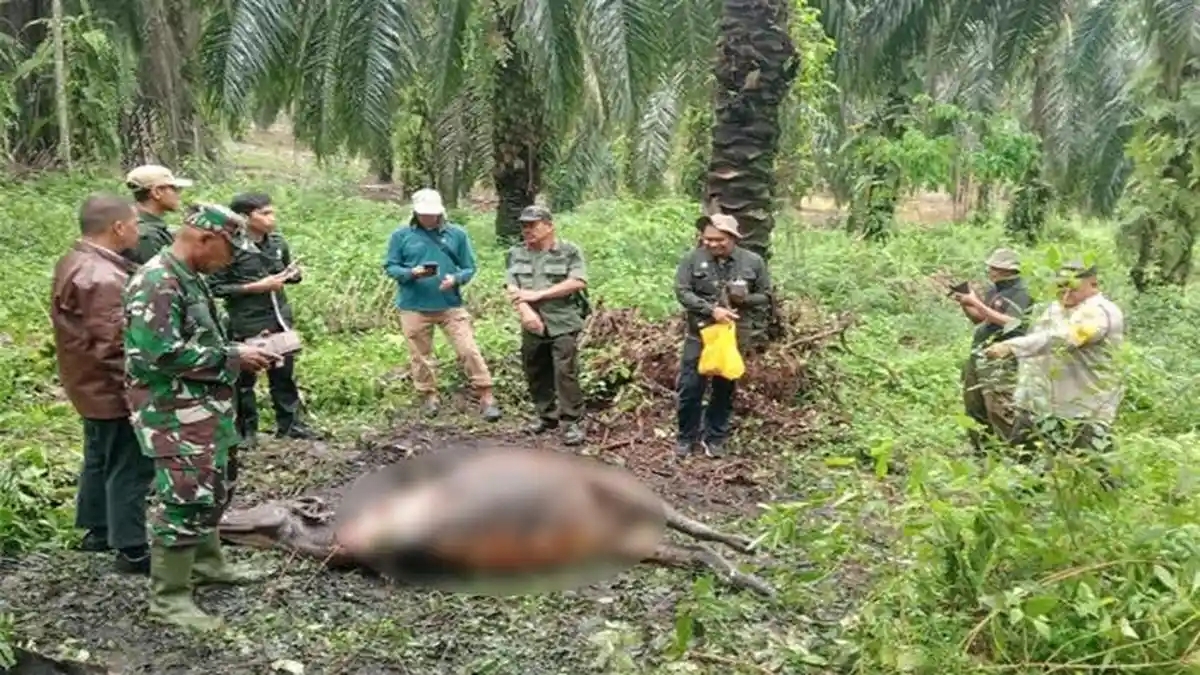 Harimau Sumatera di Siak